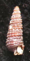 Krakia cylindrata